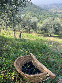 Foto casale in Toscana | Immagini e fotografie agriturismo ad Arezzo